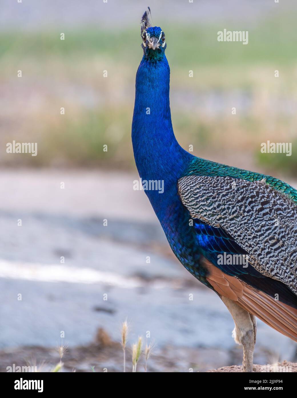 peacock with colorful blue plumage Stock Photo