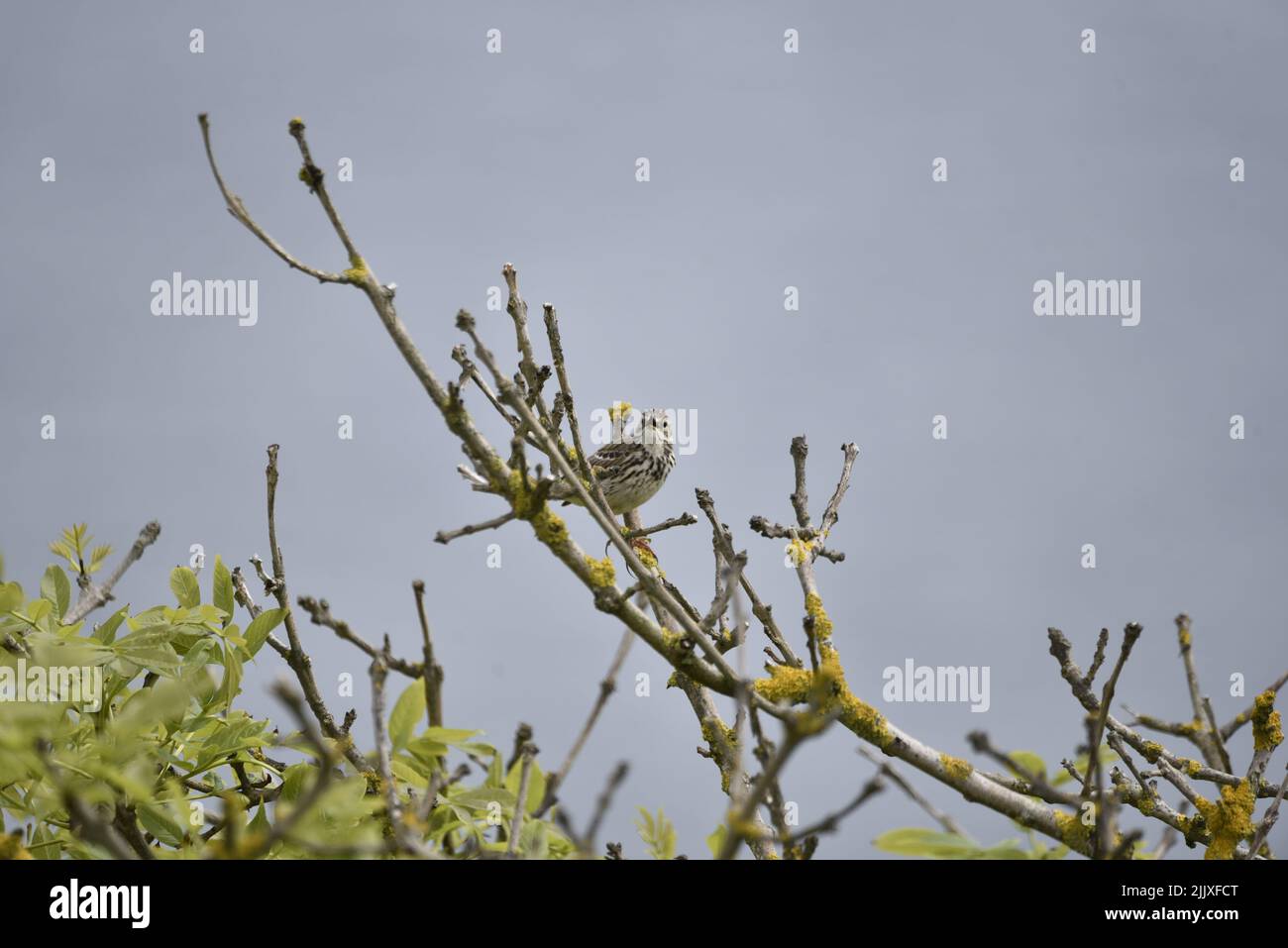 Singing Meadow Pipit (Anthus pratensis) Facing Camera from Lichen Covered Branches against a Blue Sky Background in the UK in Spring Stock Photo