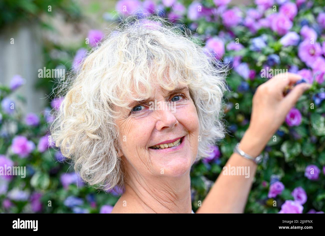 Middle aged woman picking a flower form a Hibiscus ( Pink Hibiscus syriacus ) bush in urban garden UK  Photograph taken by Simon Dack Stock Photo