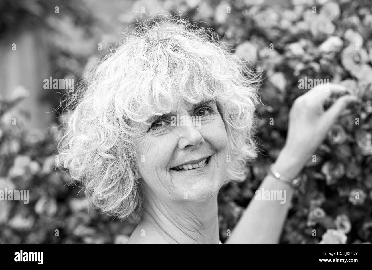 Middle aged woman picking a flower form a Hibiscus ( Pink Hibiscus syriacus ) bush in urban garden UK  Photograph taken by Simon Dack Stock Photo