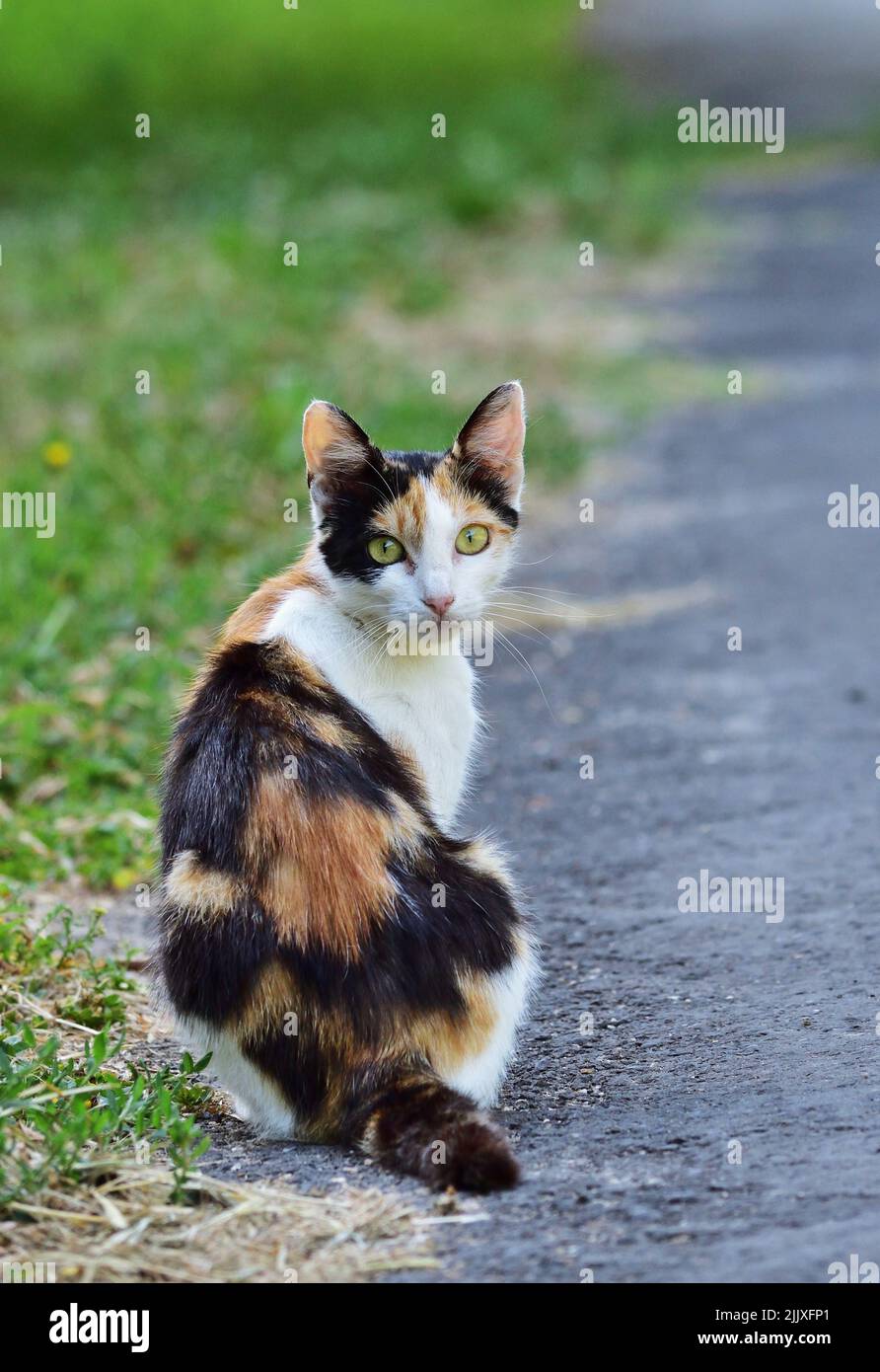 Calico cat sitting on the street Stock Photo