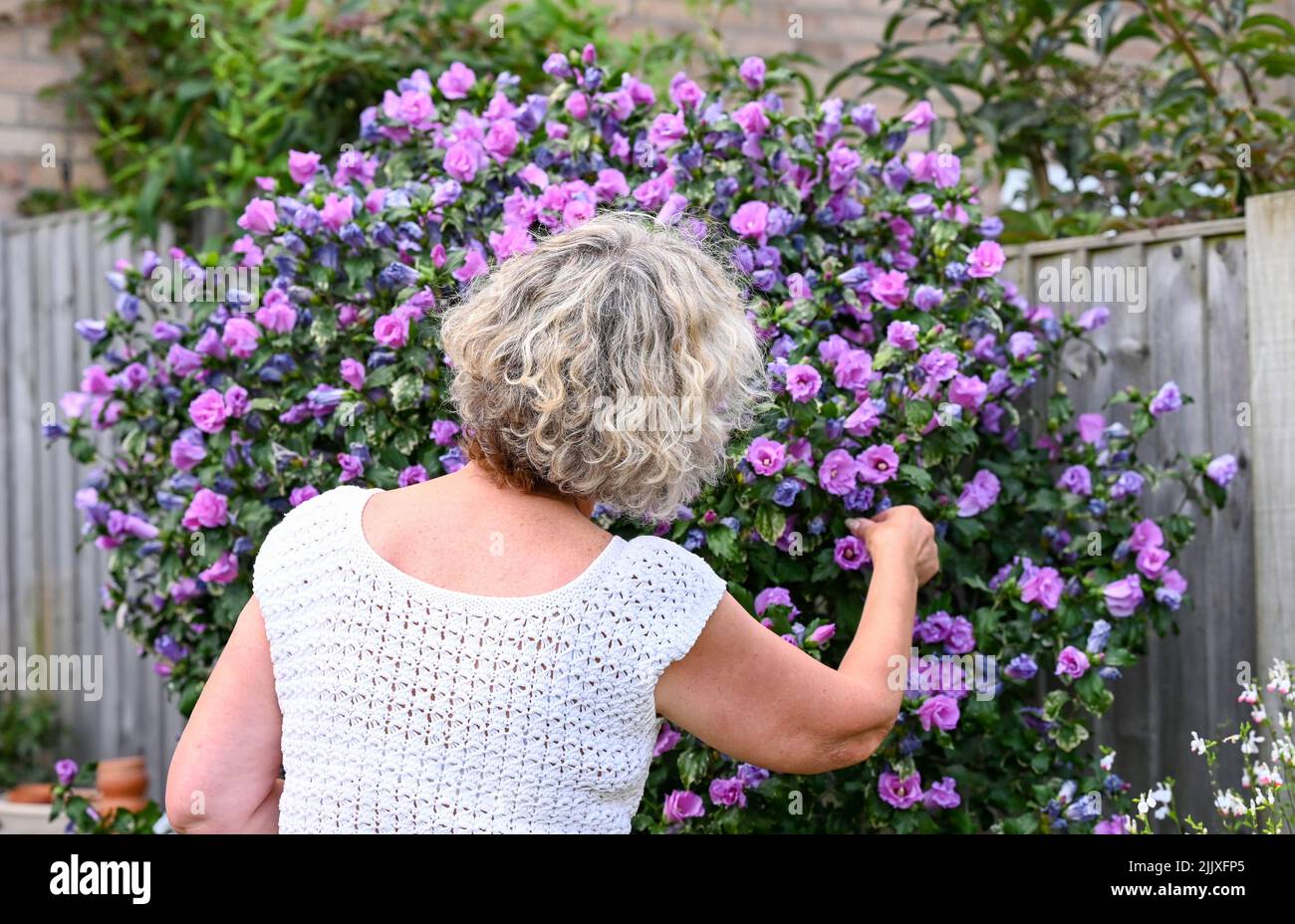 Middle aged woman picking a flower form a Hibiscus ( Pink Hibiscus syriacus ) bush in urban garden UK  Photograph taken by Simon Dack Stock Photo