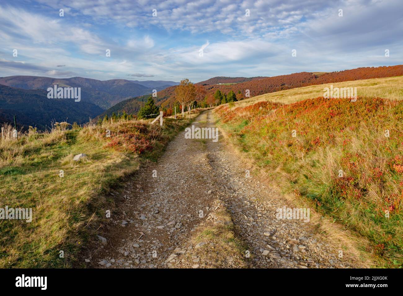 Autumn landscape with view of autumn colored trees in Vosges Mountains, Stock Photo