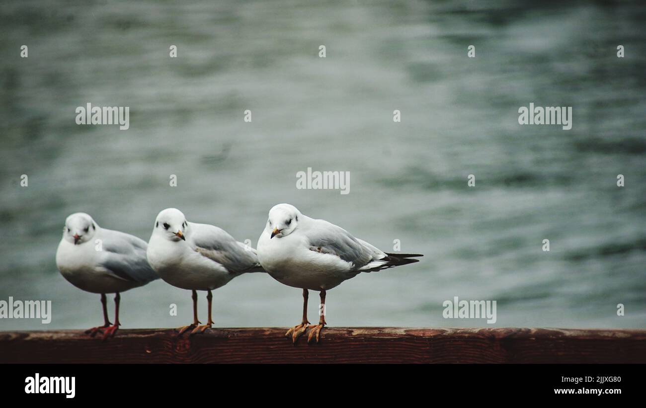 A closeup shot of three common gulls standing next to each other on a A closeup shot of three common gulls standing next to each other on a