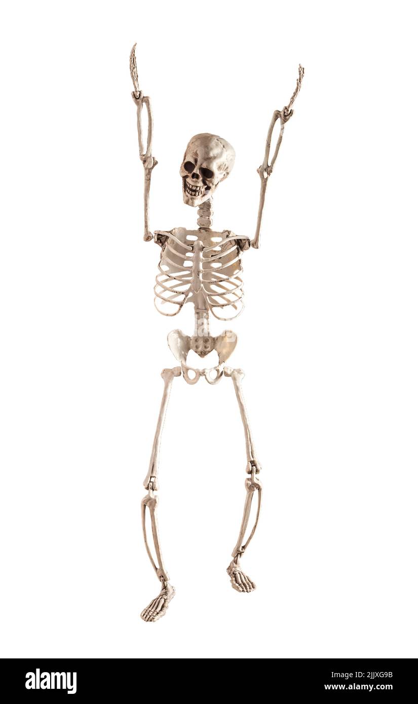 Human skeleton model with hands up isolated on white background. Front view. Anatomy or Halloween holiday concept. Tool for forensics, medical examinations or anatomical analyses. High quality photo Stock Photo