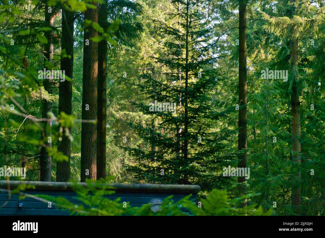 Trees In The Forest Of Centre Parcs Longleat UK including Norway Spruce , Picea abies and Coast Redwoods, Sequoia sempervirens Stock Photo