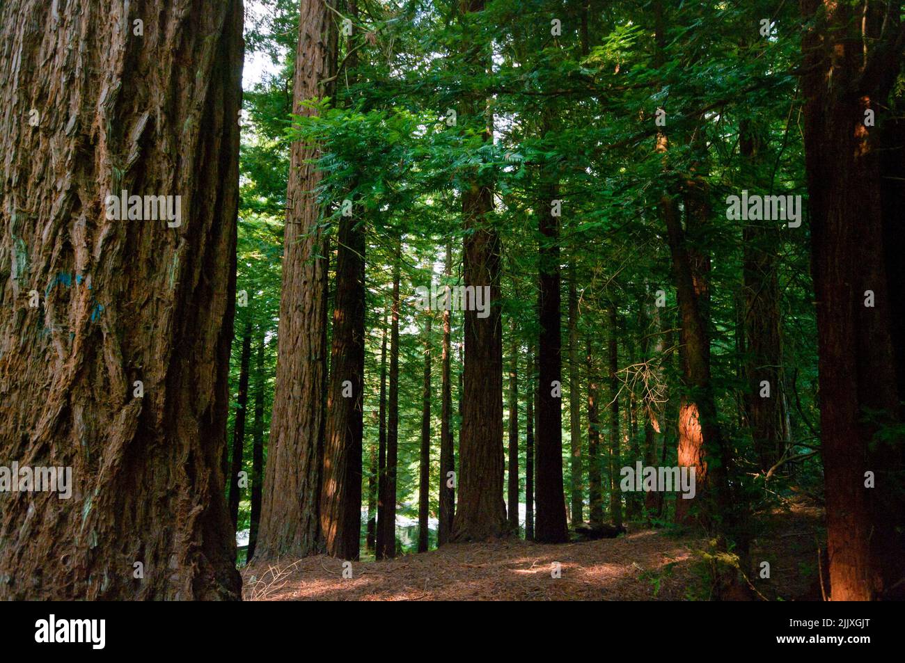 Trees In The Forest Of Centre Parcs Longleat UK including Coast Redwoods, Sequoia sempervirens Stock Photo