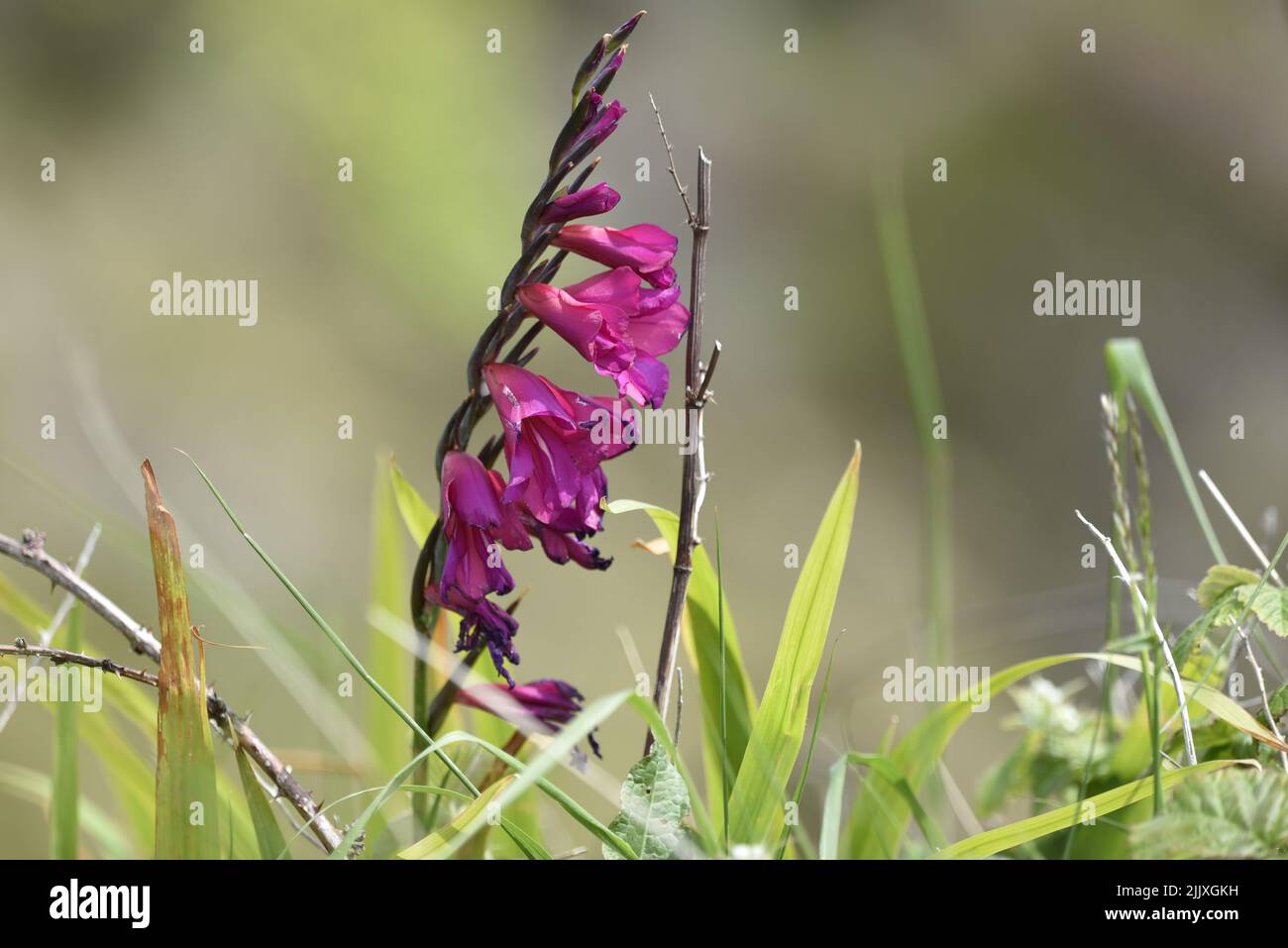 Sunlit Right-Profile Image of a Dying Pink Foxglove Stem and Flowers (Digitalis purpurea) Against a Blurred Grass Background in the UK in June Stock Photo