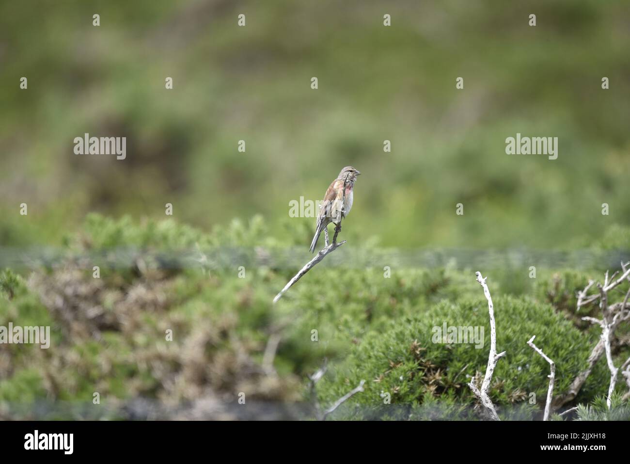 Male Common Linnet (Carduelis cannabina) Perched in Right-Profile on Top of a Bare Twig, Middle of Image, on the Isle of Man, UK in Spring Stock Photo