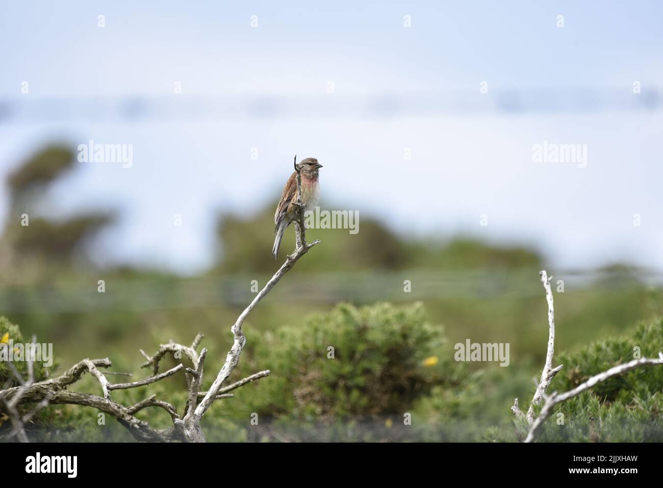Male Common Linnet (Carduelis cannabina), Left of Shot, Perched in Right-Profile on Top of a Bare Branch against a Scrub and Sky Background in June Stock Photo