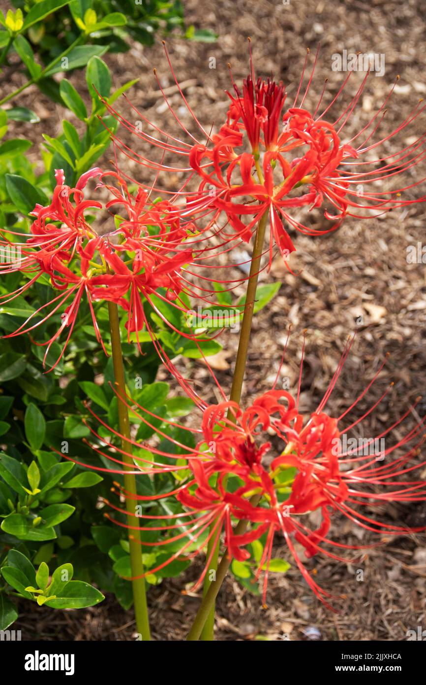 A vertical shot of lycoris flowers growing in the garden Stock Photo
