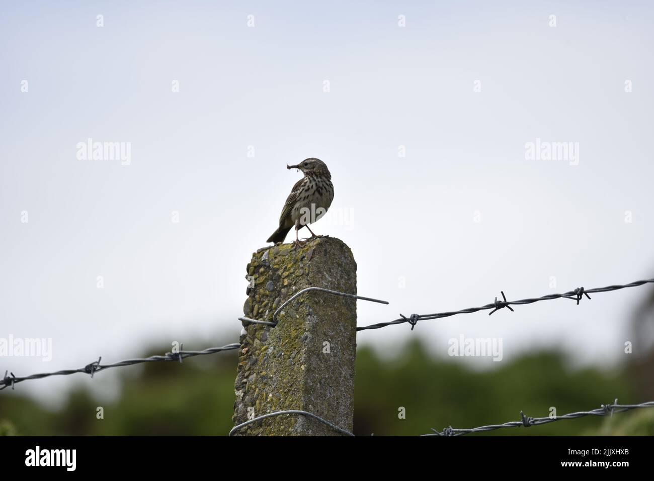 Meadow Pipit (Anthus pratensis) Perched on Top of a Stone Post, Facing with Head Turned to Left of Image, with a Fly in Its Beak on the Isle of Man Stock Photo