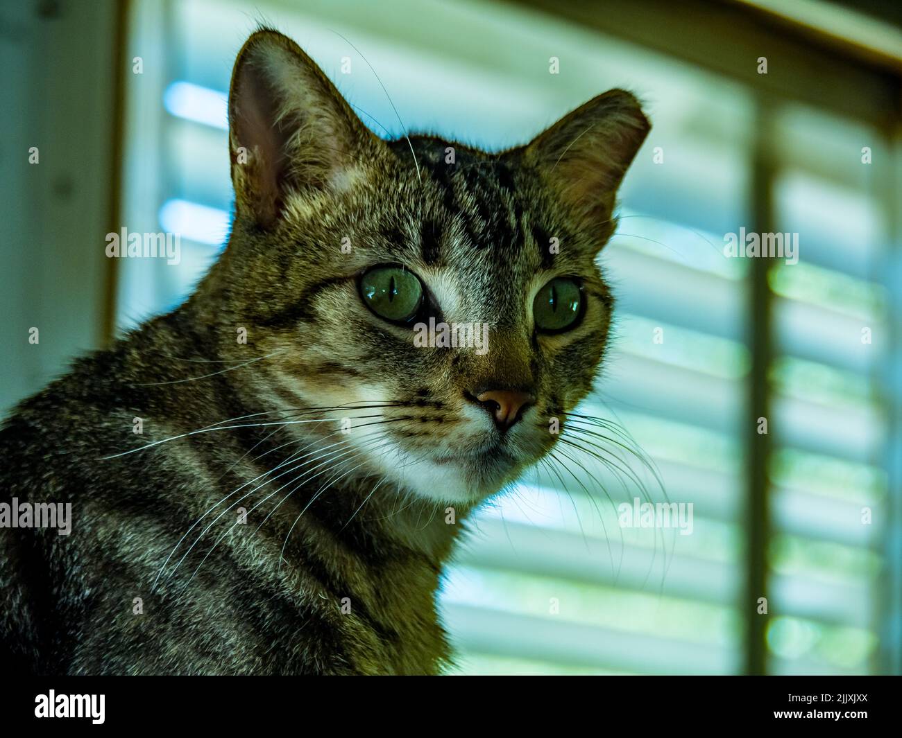 A paranoid looking green eyed cat named George Kittle who started life as a feral cat but has now been tamed. Stock Photo