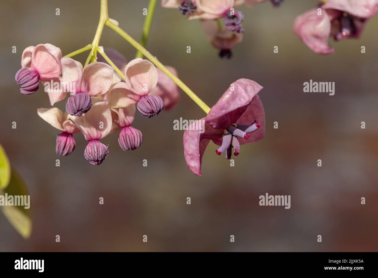Close up of flowers on a chocolate vine (akebia quinata) plant Stock ...
