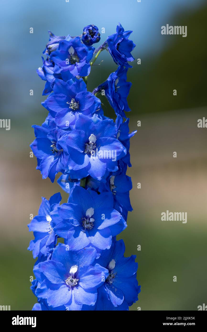 Close up of blue delphinium flowers in bloom Stock Photo