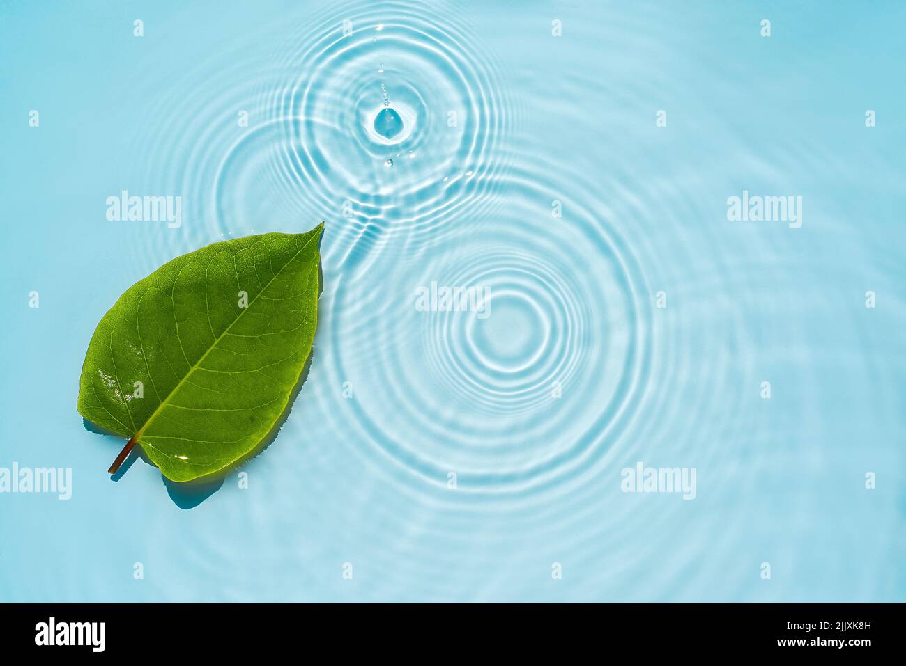 Circle ripples, waves on a transparent, clean background of water with green natural leaves Stock Photo