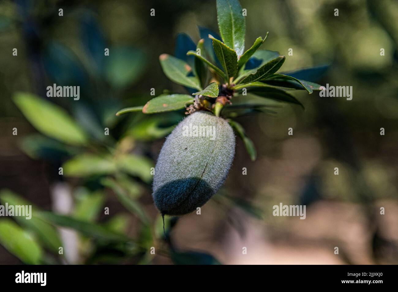 The 2022 Almond crop is maturing nicely in the Central Valley of California USA about a month from maturity in late July Stock Photo