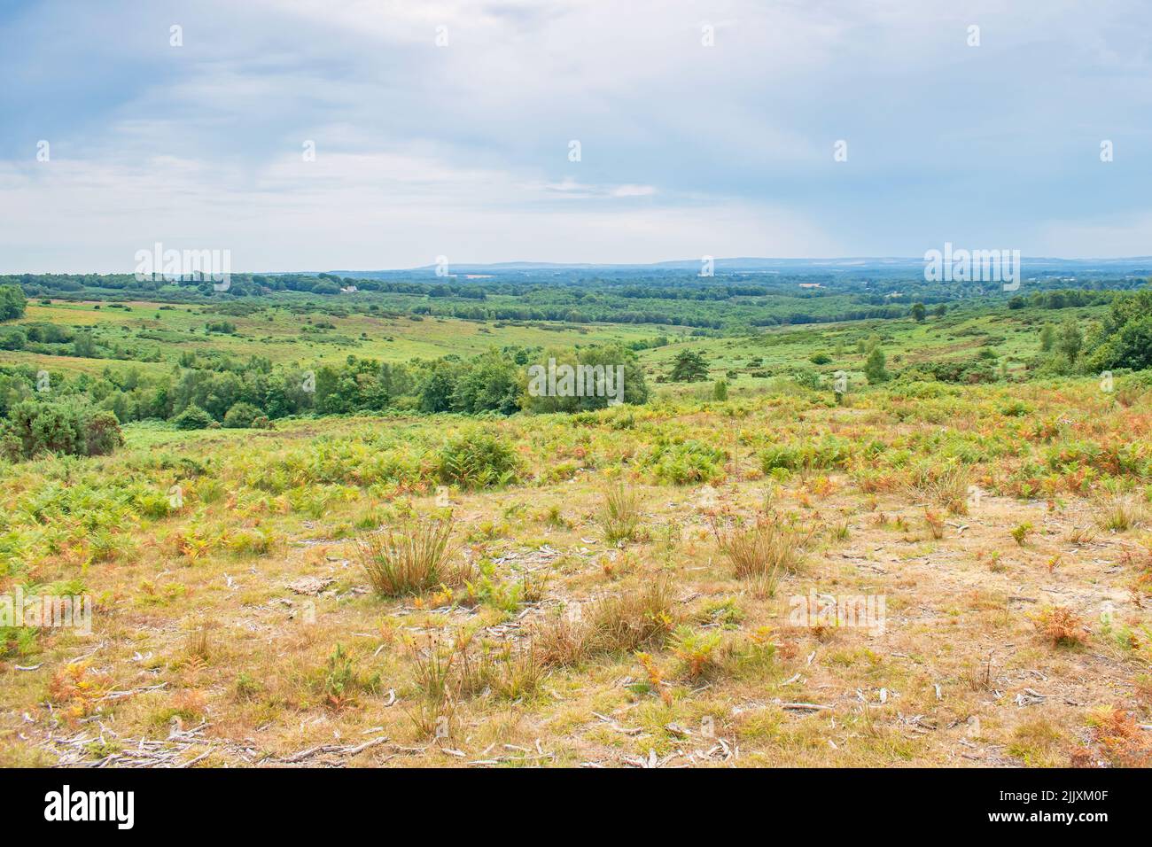 Ashdown Forests rolling colourful Heathland on a July Afternoon Stock Photo