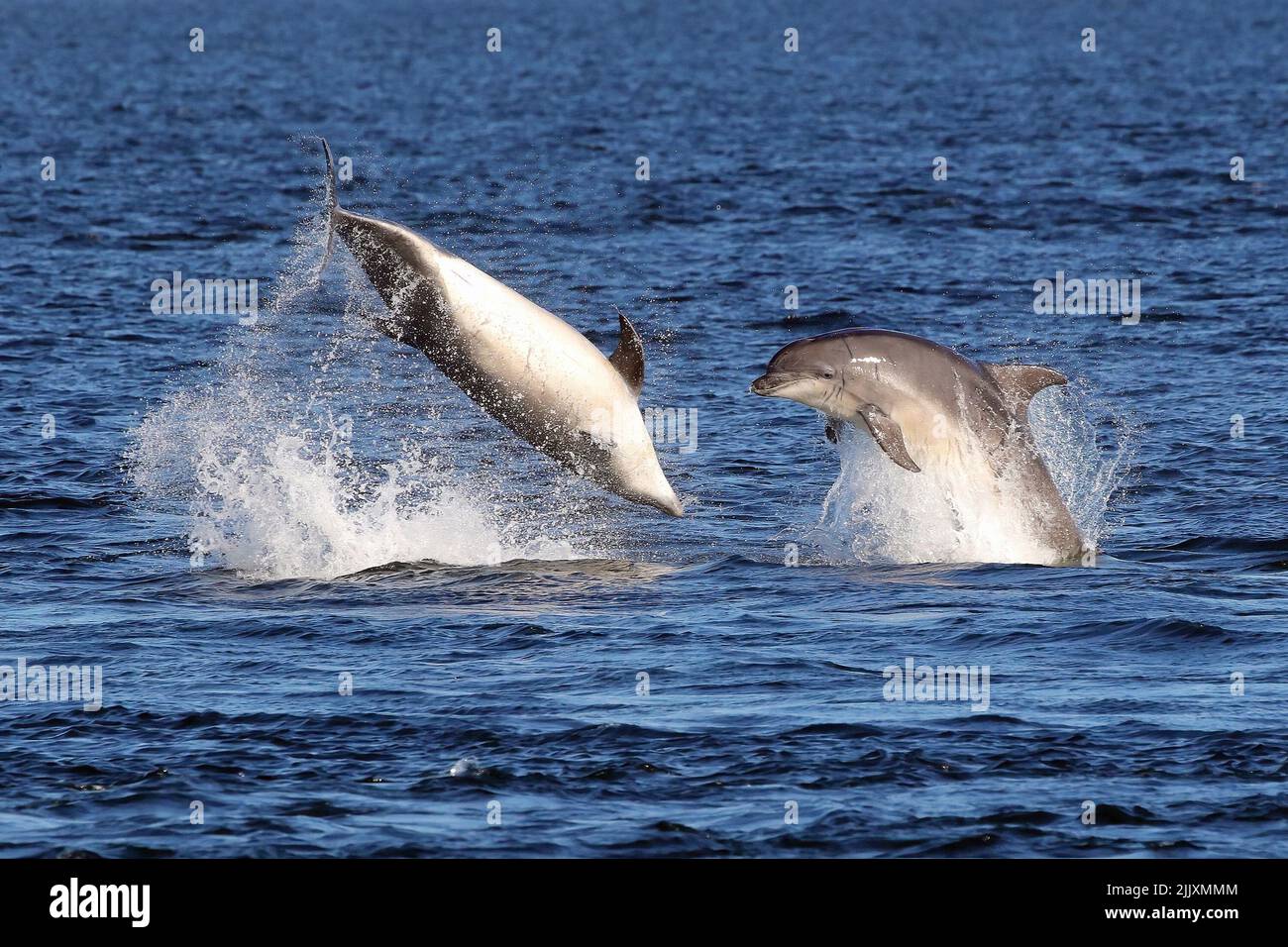Two Bottlenose Dolphins (Tursiops Truncatus) breaching together off Chanonry Point, Moray Firth, Scotland. Stock Photo