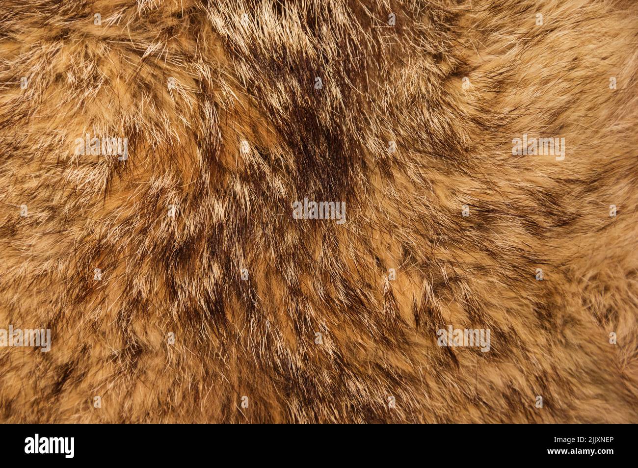 background detail of bobcat or Lynx rufus fur Stock Photo