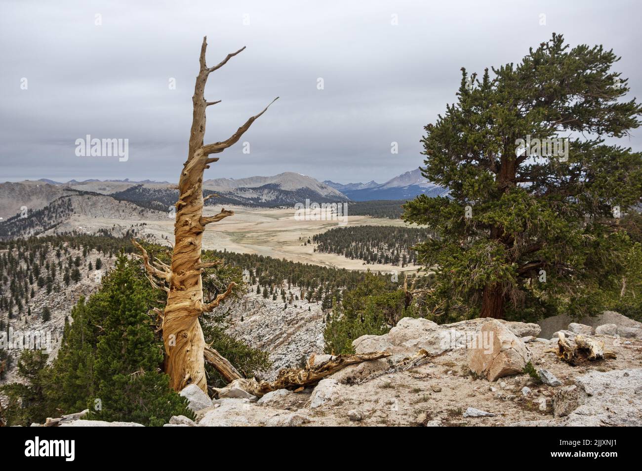 dead and living pine trees near the Sequoia National Park boundary overlooking Siberian Outpost and the Boreal Plateau in the Sierra Nevada Mountains Stock Photo