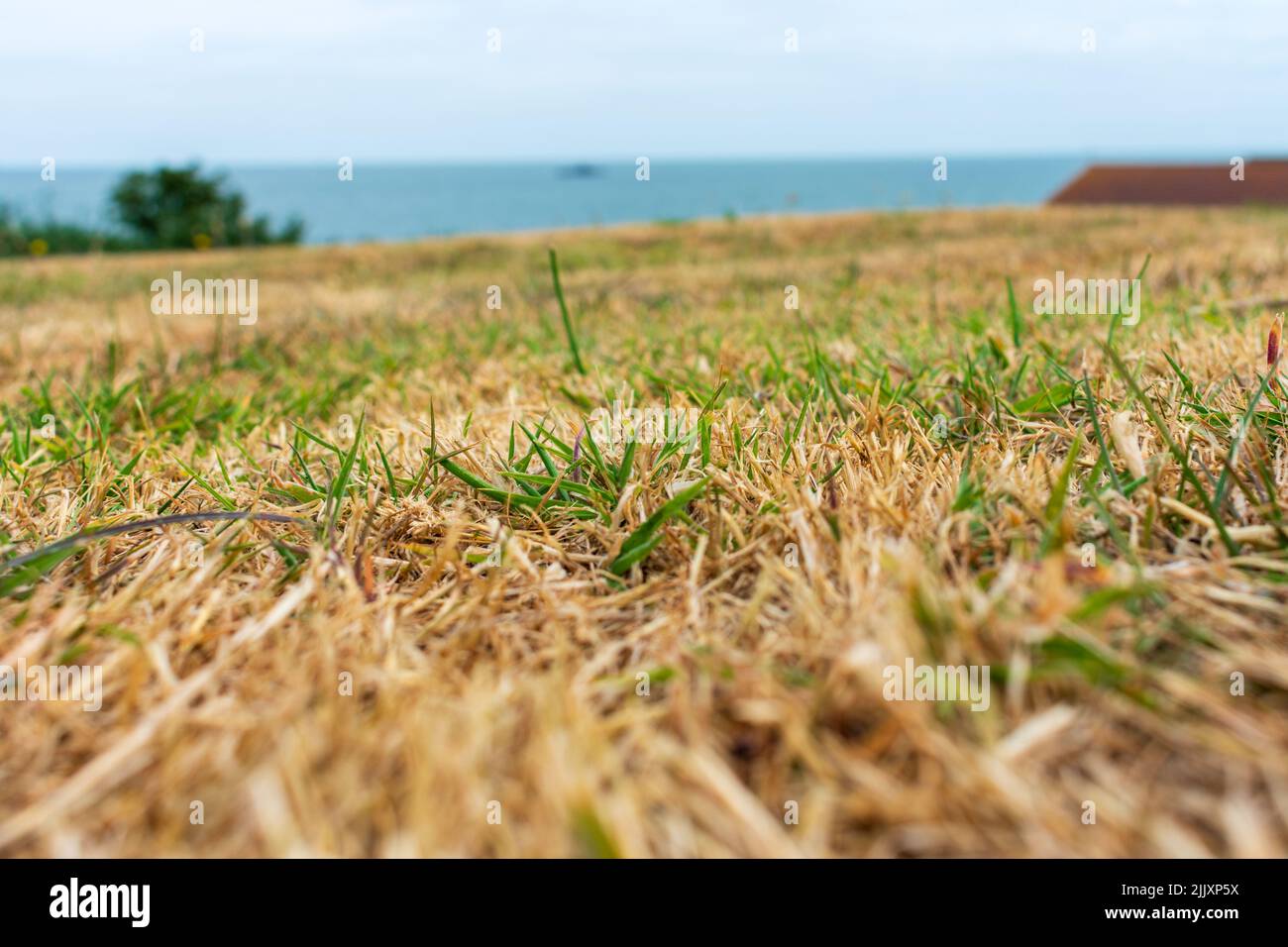 Herne Bay, Kent, UK: The driest July since 1911 according to the Met Office brings withered and yellowed grass widely across England and is seen here. Stock Photo