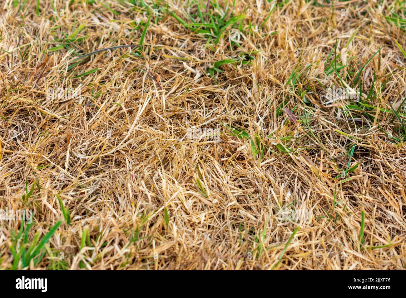 Herne Bay, Kent, UK: The driest July since 1911 according to the Met Office brings withered and yellowed grass widely across England and is seen here. Stock Photo