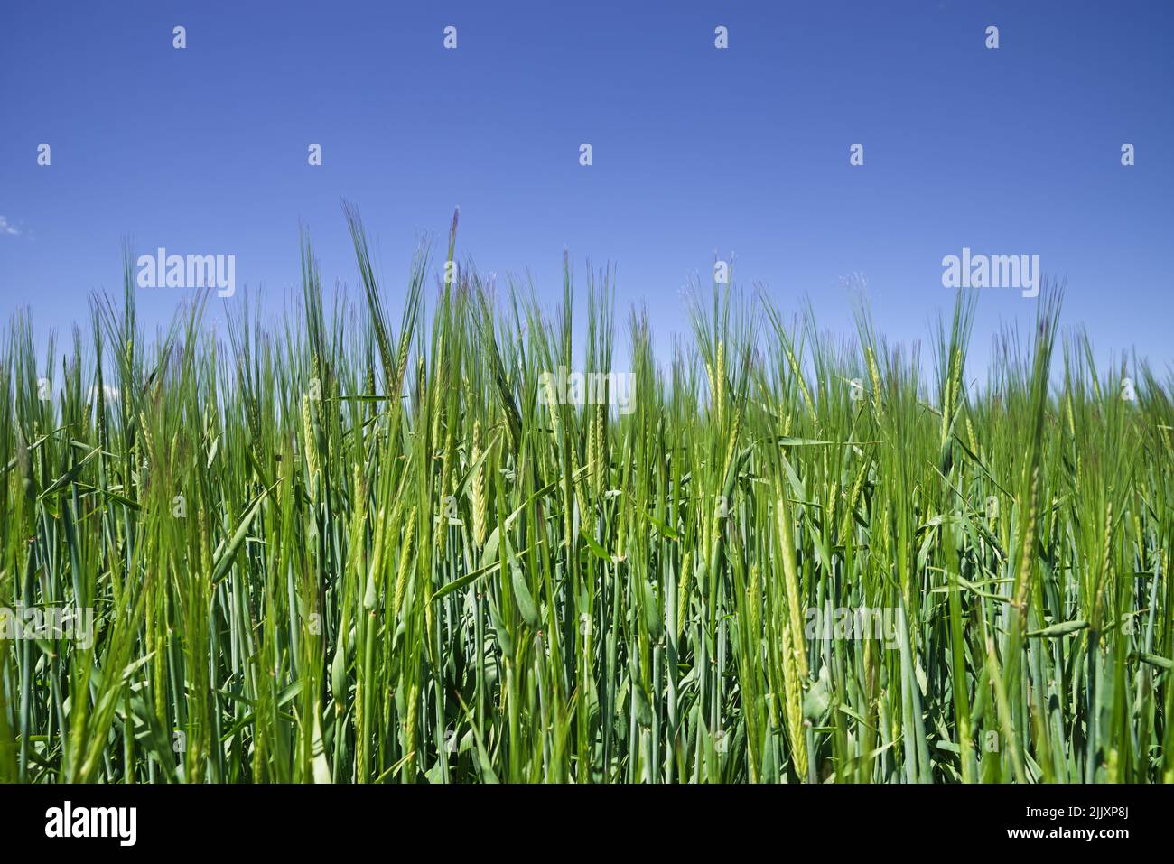 detail of a green wheat field with blue sky above Stock Photo