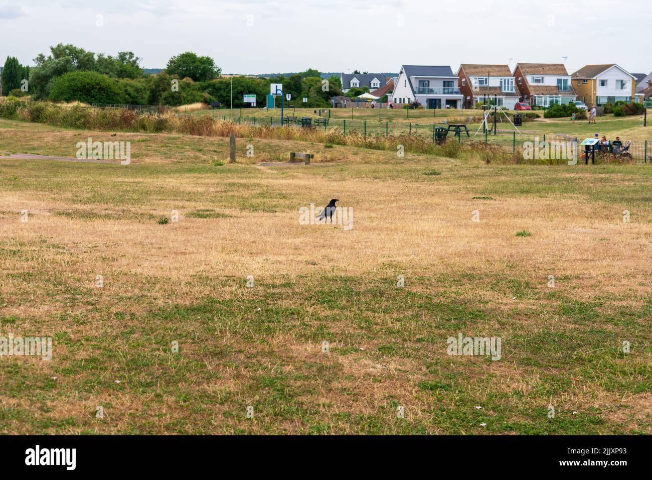 Herne Bay, Kent, UK: The driest July since 1911 according to the Met Office brings withered and yellowed grass widely across England and is seen here. Stock Photo