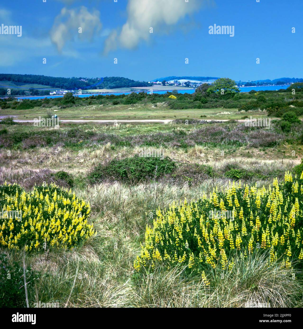 Dawlish Warren, nature reserve in Devon Stock Photo Alamy