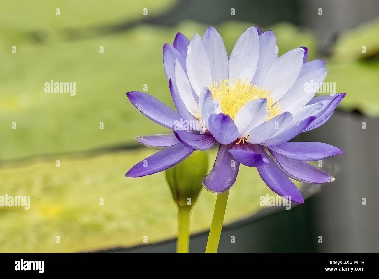 Purple water lily closeup with lily pads at the Como Park Zoo and