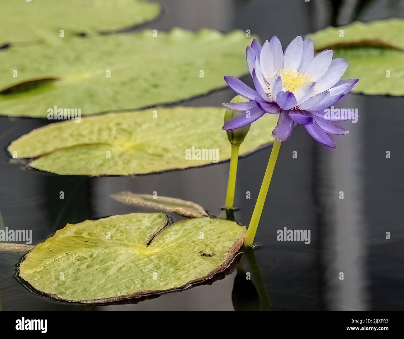 Beautiful purple water lily with lily pads in a pool at Como Park Zoo