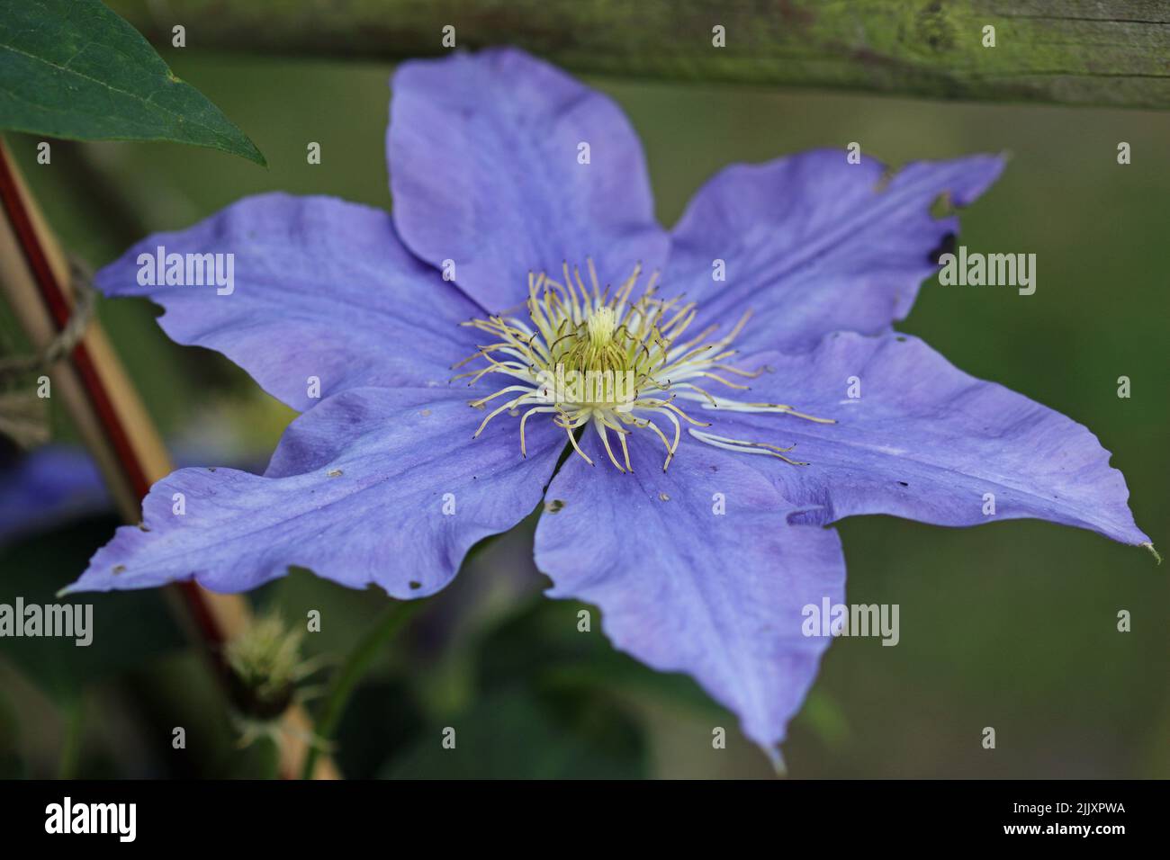 Blue early large flowered Clematis, variety Fujimusume, flower in close up with a background of blurred leaves. Stock Photo