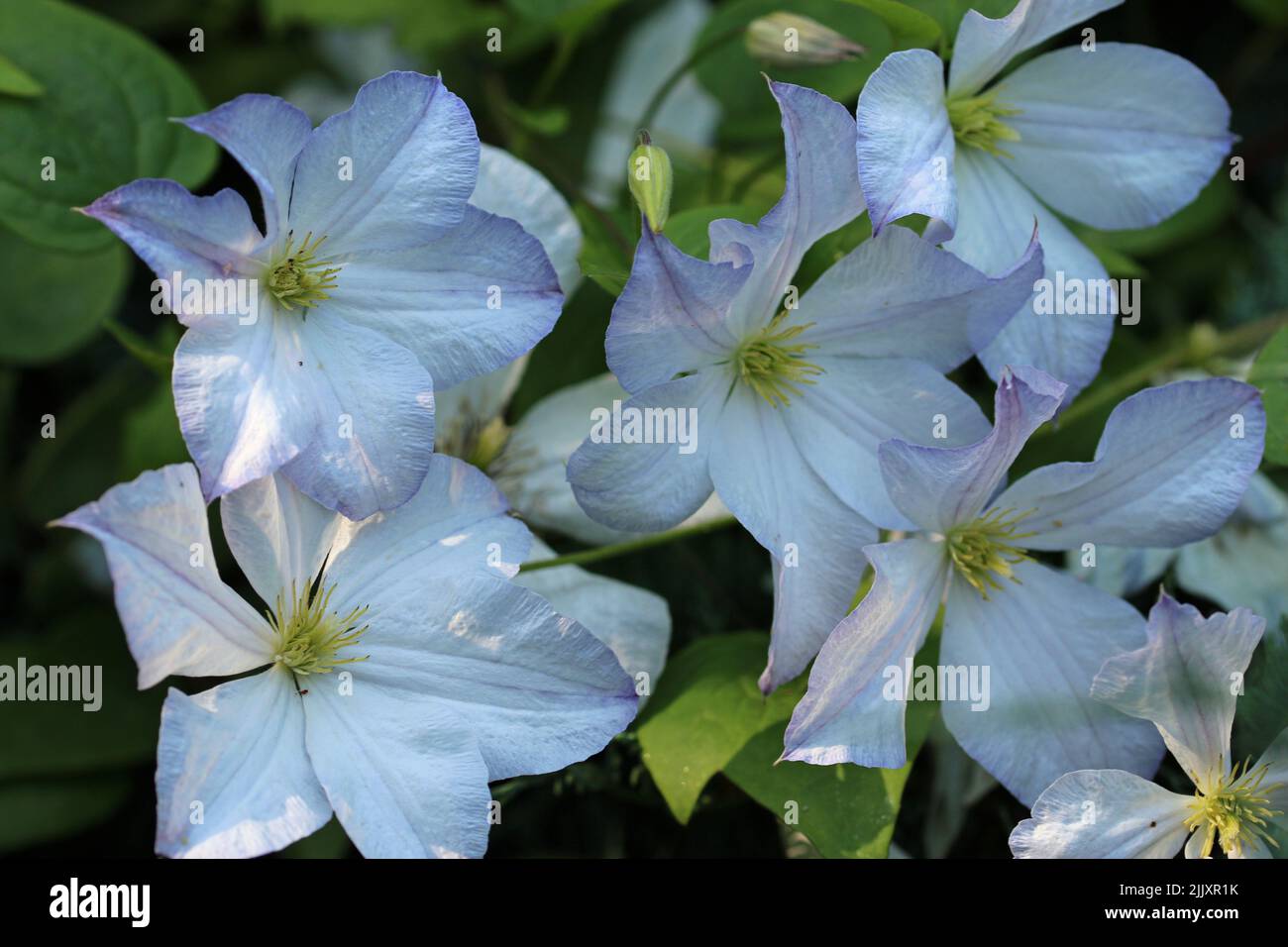 Blue early large flowered Clematis, variety Fujimusume, flowers in close up with a background of blurred leaves. Stock Photo