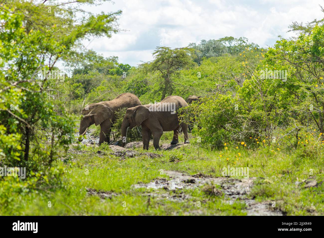 Big elephants walking in park in Africa Stock Photo