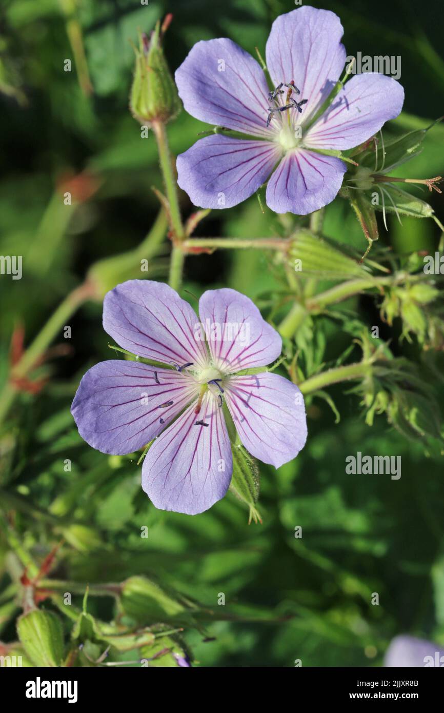 Purple cranesbill, Geranium unknown species and variety, flowers in close up with a background of blurred leaves. Stock Photo