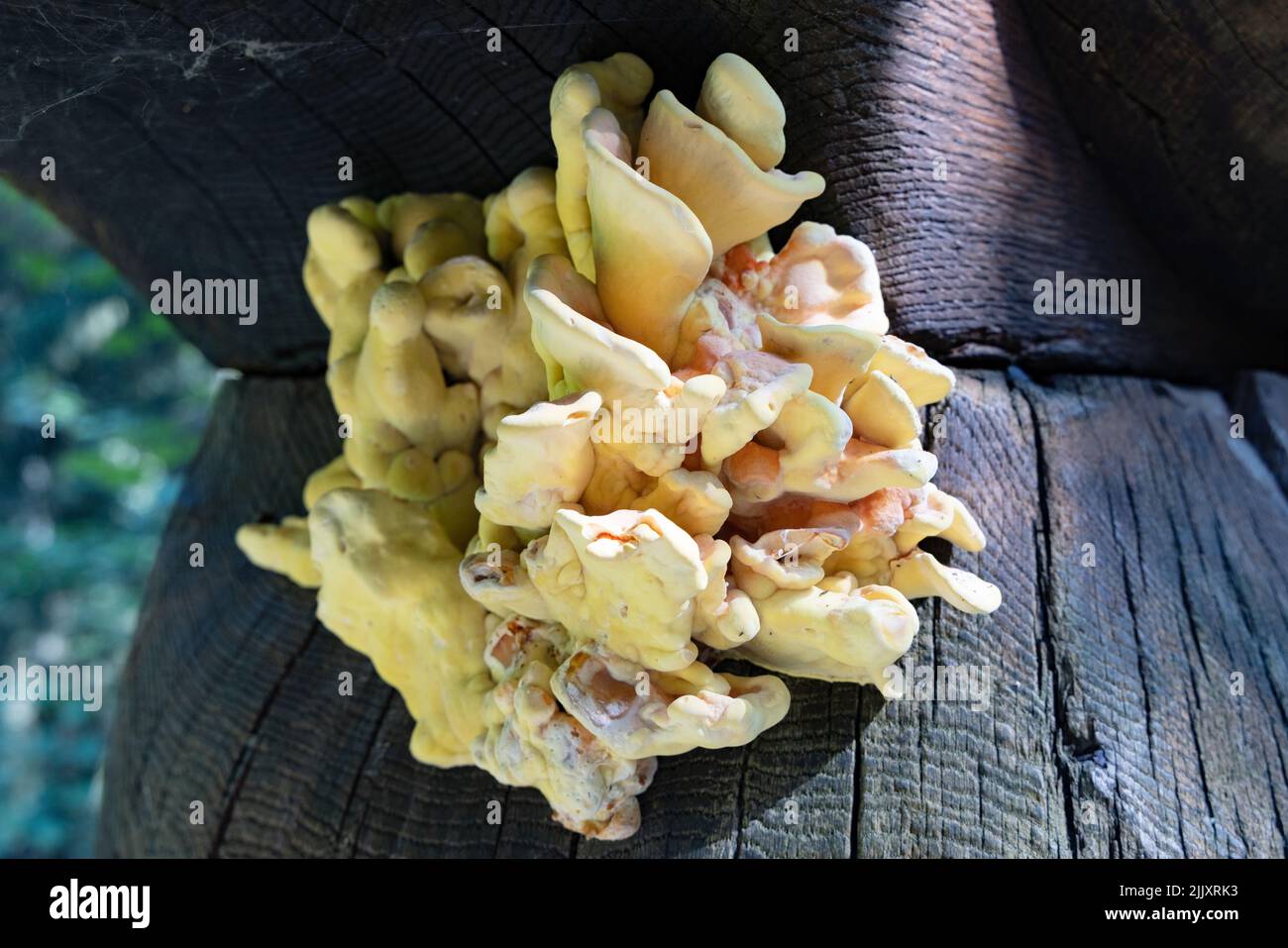 Laetiporus fungus close up, commonly known as Sulphur shelf, Chicken of the Woods, Chicken fungus, and Chicken mushroom due to its taste. Europe Stock Photo
