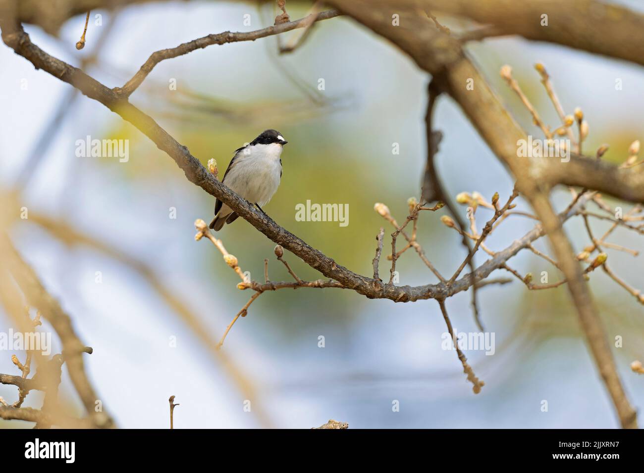 A male European pied flycatcher (Ficedula hypoleuca) perched on a branch. Stock Photo