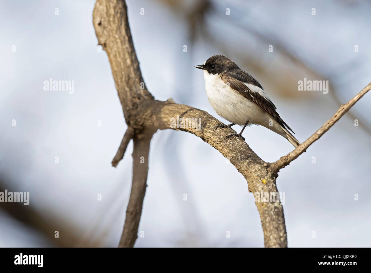 A male European pied flycatcher (Ficedula hypoleuca) perched on a branch. Stock Photo