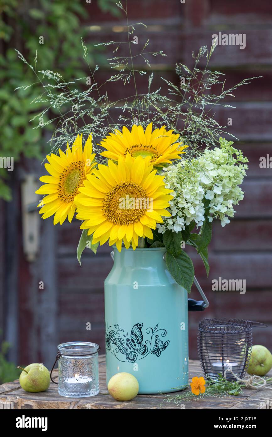 bouquet of sunflowers, hydrangea flowers and grasses in vintage milk can Stock Photo