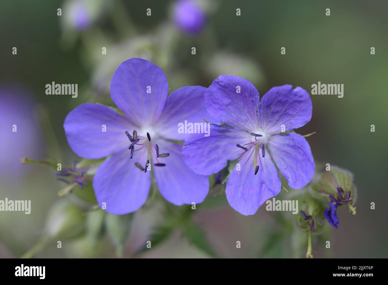 beautiful geranium flowers in purple Stock Photo