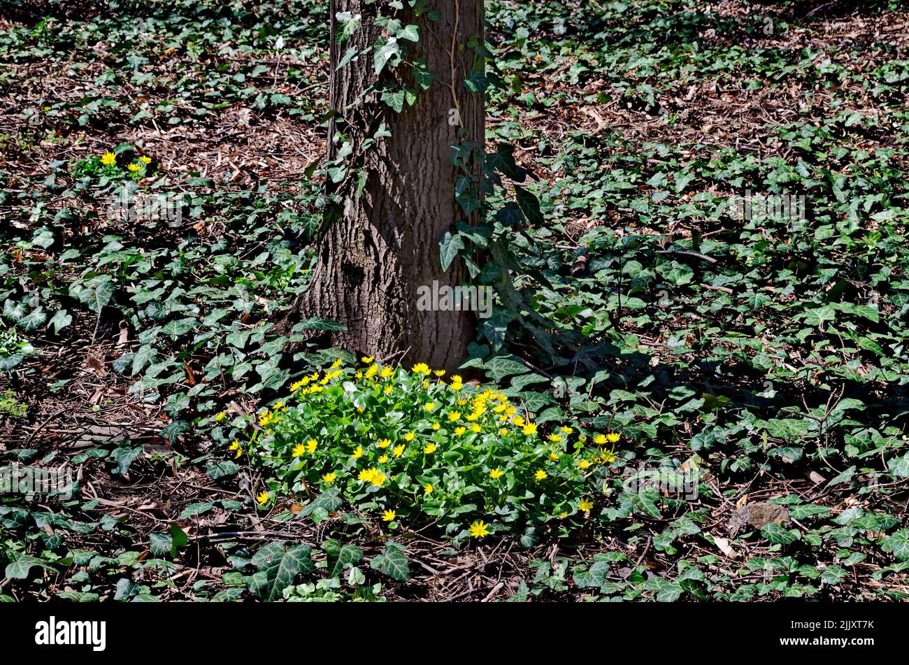 Primrose yellow flowers, Ranunculus ficaria, Ficaria verna, Lesser celandine or Ficaria grandiflora in spring forest, Sofia, Bulgaria Stock Photo