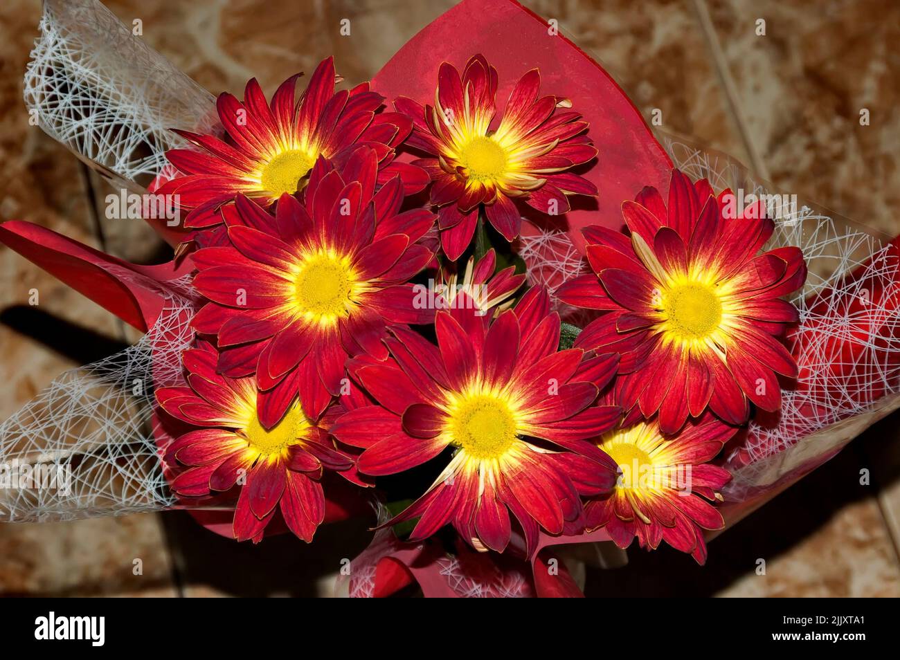 Gift wrapped bouquet of gerbera flowers, Sofia, Bulgaria Stock Photo