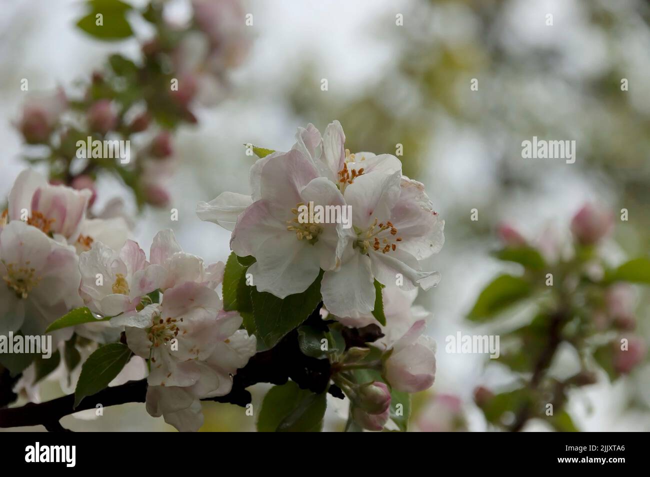 Photo with a scene of a blossoming apple tree, Sofia, Bulgaria Stock Photo