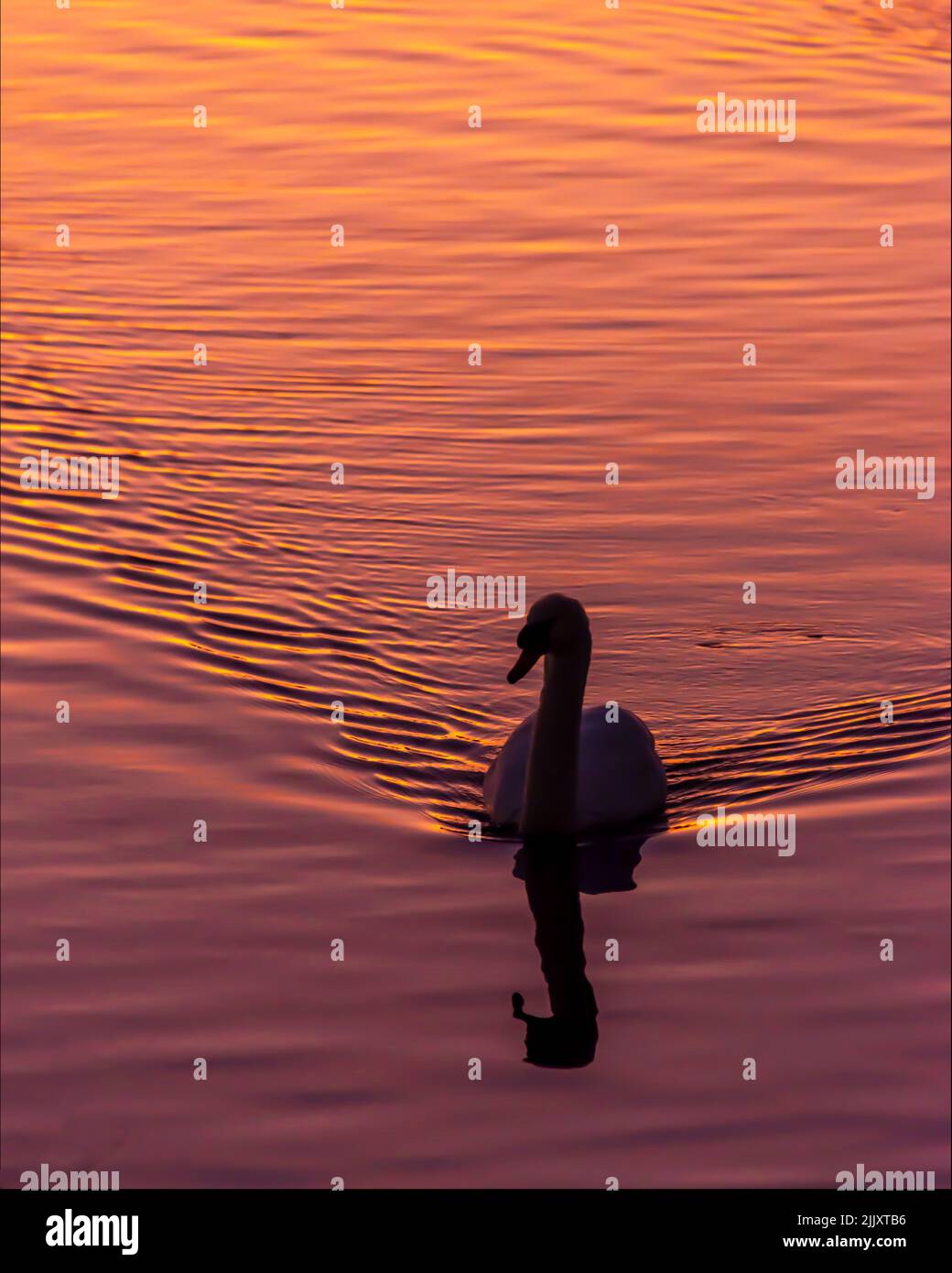 A vertical shot of the swan on a lake during the sunset Stock Photo - Alamy