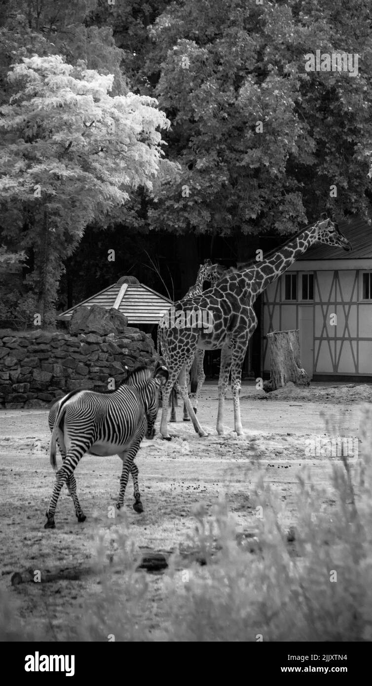 A vertical shot of northern giraffes and a zebra in the zoo in black and white Stock Photo
