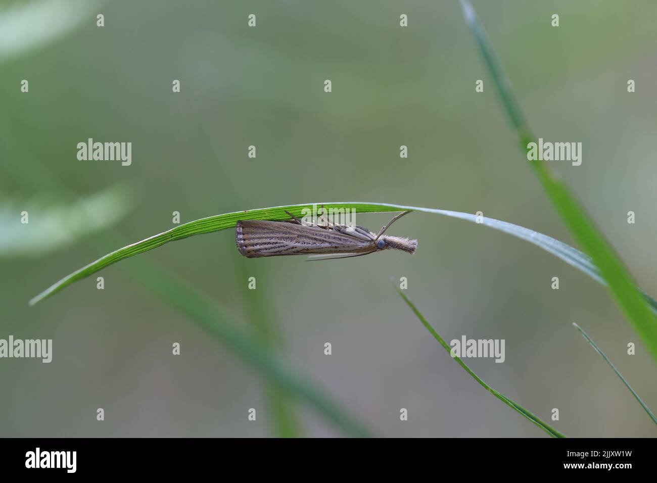 Crambus perlella in the grass Stock Photo