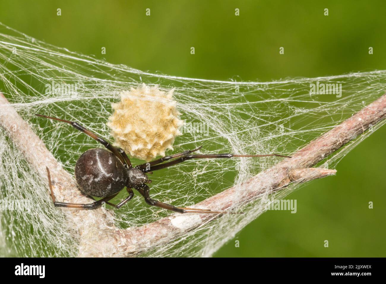 Black Widow Spider - Latrodectus mactans Stock Photo