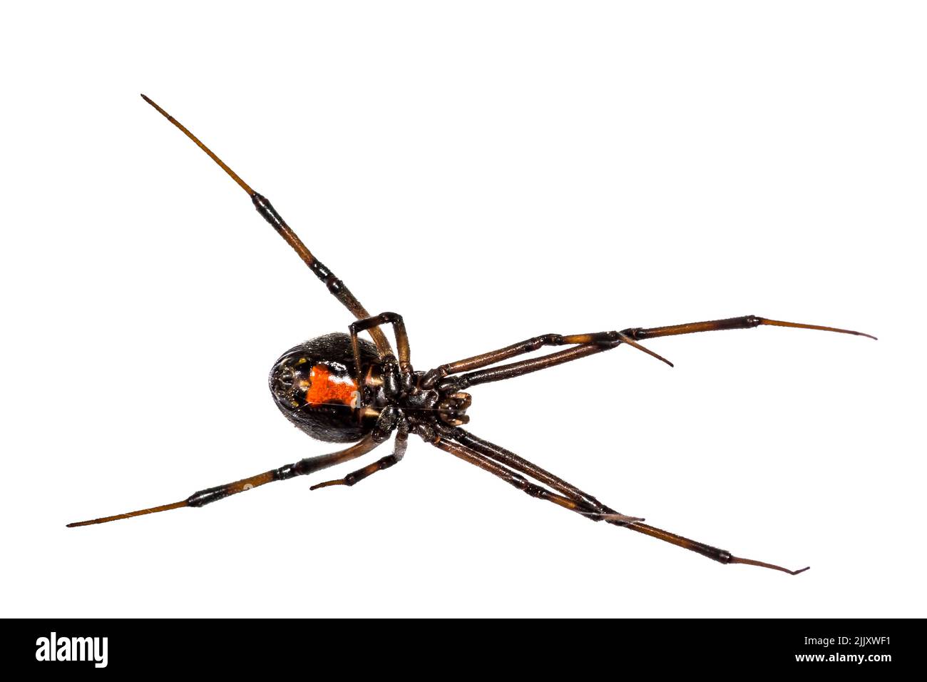 Black Widow Spider - Latrodectus mactans Stock Photo