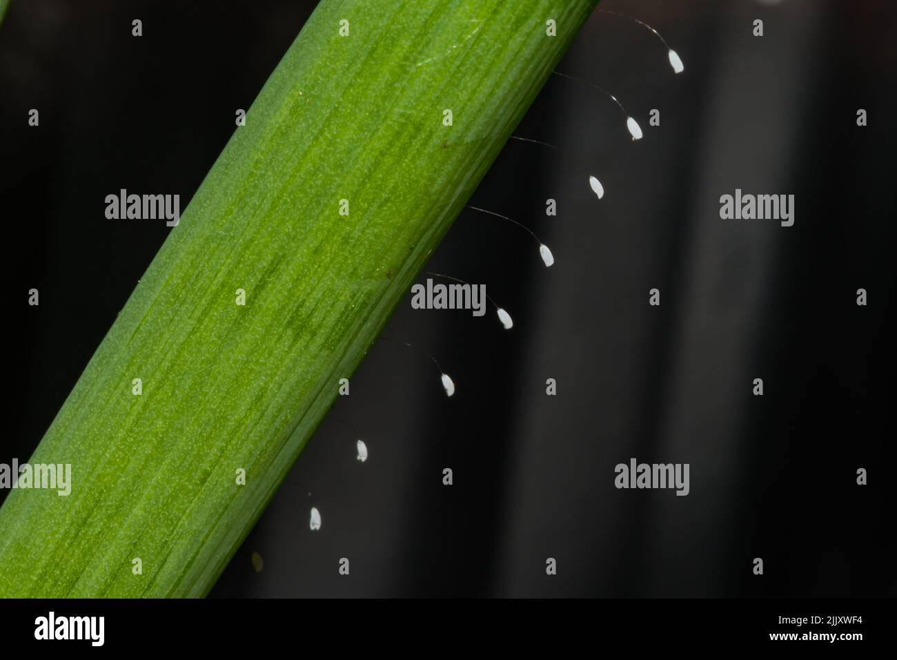 Green Lacewing Eggs - Chrysopa spp. Stock Photo